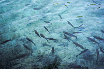 Fototapeta na wymiar Fishes in the crystal clear lake