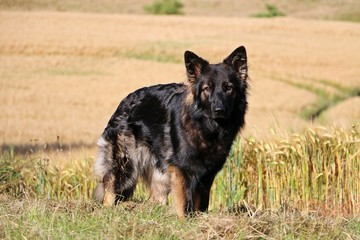 schäferhund portrait in der sommernatur