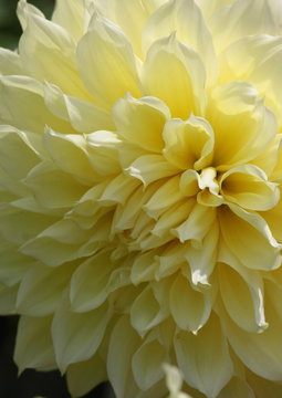 Yellow Centered