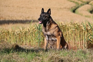 belgischer schäferhund portrait in der natur