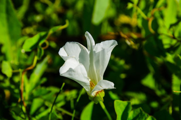 Bindweed (Convolvulus) on a meadow