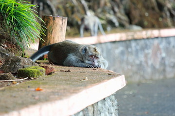 singe ile maurice