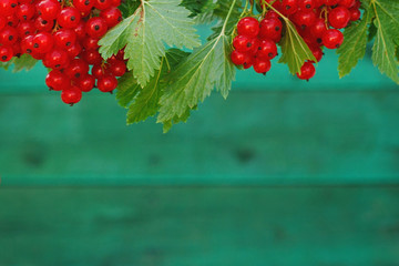 Branch with berries of red currant on wooden background green