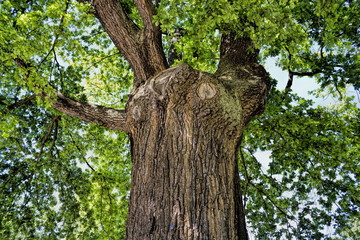 Wittenberg, Luthereiche