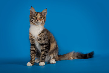 Fototapeta na wymiar The Maine Coon kitten is sitting on a blue studio background.