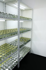 Plant tissue culture on shelf in  Plant laboratory for Conservation. 