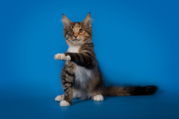 The Maine Coon kitten playing on a blue studio background.