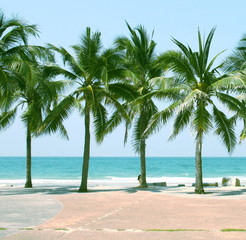 Obraz na płótnie Canvas Palm coconut tree