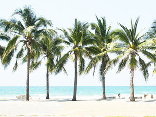 Fototapeta na wymiar Palm coconut tree