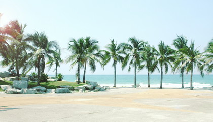 Obraz premium Palm coconut tree