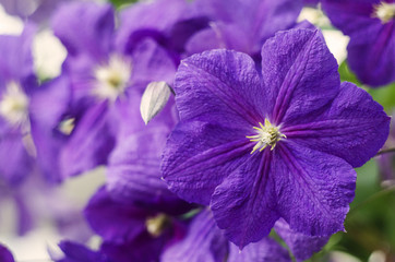 Flowers of clematis. Purple clematis flowers.