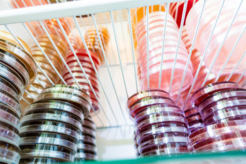 Petri dishes in a incubator thermostat