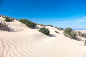 Green shrub plant in the sandy desert
