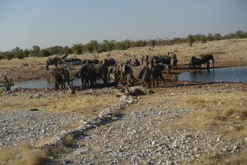 Elefantenherde am Wasserloch