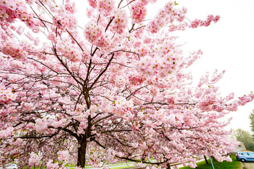 Flowering sakuraFlowering sakura