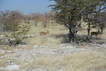 antilope