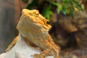 iguana