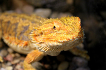iguana