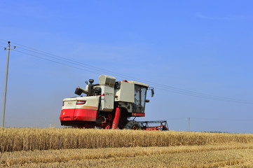 Fototapeta premium Harvester in wheat
