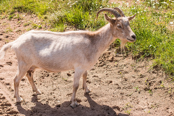  goat with horns standing on the green grass.