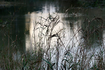 Fototapeta premium Reeds growing and the water in the foreground