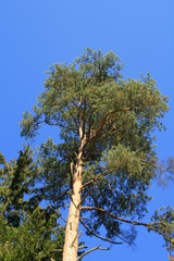 Bäume im Biosphärengebiet der Schwäbischen Alb