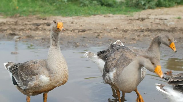 calm rural scene, grey ducks are in puddle, daytime, summer