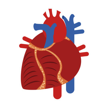 human heart icon image