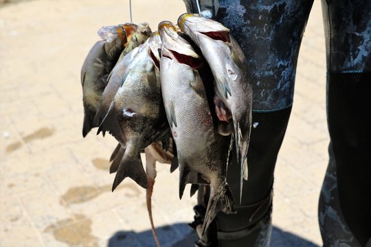 Freshly caught fish from the Indian Ocean, Western Australia 