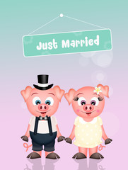 Wedding of pigs