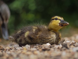 Duckling