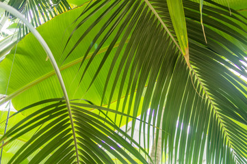closeup of palm leaves against the sky
