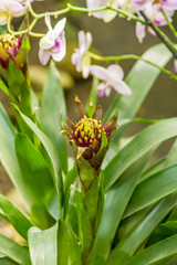 Obraz premium Bromeliad, Guzmania lingulata