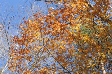 赤く色づいた紅葉