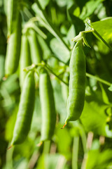 Fresh Ripe Green Pea Grow In Sunny Garden Close Up.