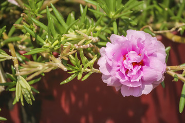 Pink Portulaca oleracea Flower