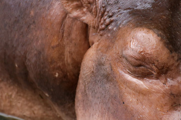 Hippopotamus in zoo