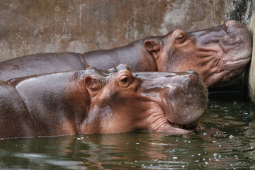 Fototapeta na wymiar Hippopotamus in zoo