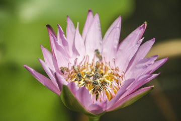 Pink lotus flower and many bees inside close up picture