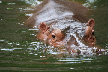 Hippopotamus in zoo