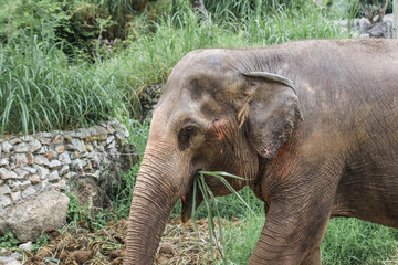 Elephant portrait. Elephant