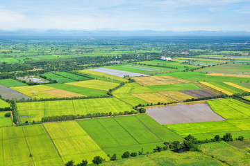 Fototapeta na wymiar landscape of rice plantation and meadow on rural area in Thailand