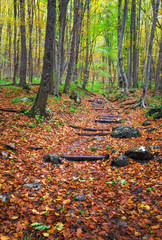 Obraz premium Wooden steps in autumn forest. Stairway to jungle