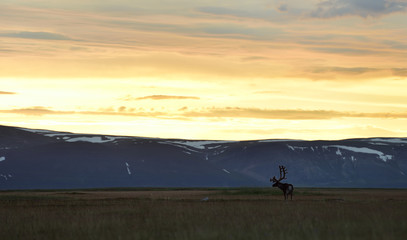 Naklejka na ściany i meble Reindeer at sunset with mountains on background