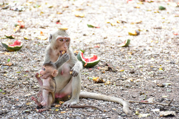 monkey mother and baby eat peanut bean with happy and cute express © tumteerasak