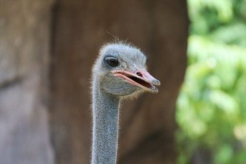Ostrich bird head and neck front portrait in the zoo