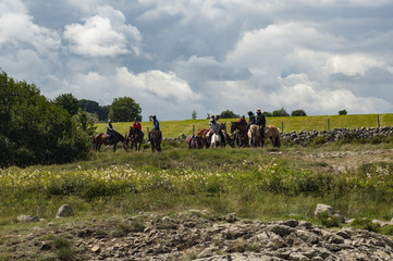aubrac