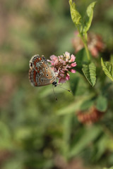 Colored moth drinking nectar sitting in the flower upside down