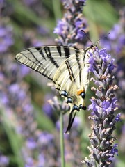 papillon tigre sur lavande