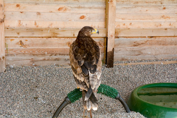 Aquila nipalensis - Steppe Eagle on perch